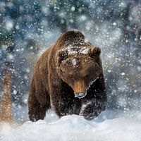 Baciu Bear