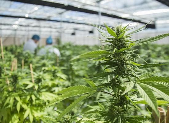 Acquisitions, savings and innovation: 6 cannabis stocks with significant potential