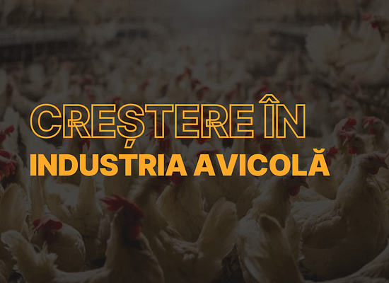 Imperiul găinilor: de la creșterea la scară mică la dominația globală